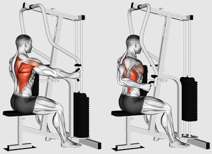Да ли би требало да се фокусирамо на редове или повлаче се за бољи тренинг за леђа?